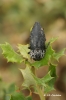 Capnodis tenebrionis (Linnaeus, 1761)
