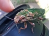 Chalcophora mariana (Linnaeus, 1758)
