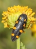 Ptosima undecimmaculata (Herbst, 1785)