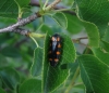 Ptosima undecimmaculata (Herbst, 1785)