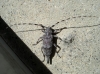 Acanthocinus aedilis