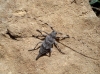 Acanthocinus aedilis