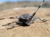 Acanthocinus aedilis