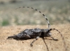 Acanthocinus aedilis
