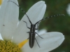 Agapanthia cardui/suturalis