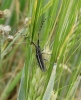 Agapanthia cardui/suturalis