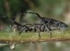 Agapanthia cardui/suturalis