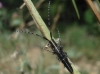 Agapanthia cardui/suturalis