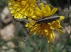 Agapanthia cardui/suturalis