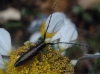 Agapanthia cardui/suturalis