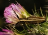 Agapanthia cardui/suturalis