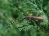 Agapanthia cardui/suturalis