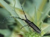 Agapanthia cardui/suturalis