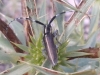 Agapanthia cardui/suturalis