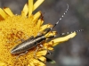 Agapanthia cardui/suturalis