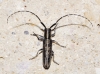 Agapanthia cardui/suturalis