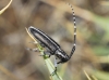 Agapanthia cardui/suturalis