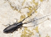 Agapanthia cardui/suturalis