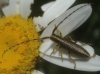 Agapanthia cardui/suturalis