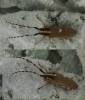 Agapanthia kirbyi (Gyllenhal, 1817)