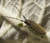 Agapanthia kirbyi (Gyllenhal, 1817)