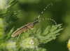 Agapanthia cardui/suturalis