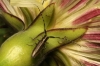 Agapanthia cardui/suturalis