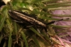 Agapanthia cardui/suturalis