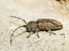 Albana m-griseum