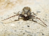 Albana m-griseum