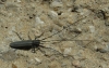 Calamobius filum (Rossi, 1790)
