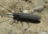 Calamobius filum (Rossi, 1790)