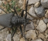 Cerambyx sp.