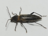 Chlorophorus glaucus