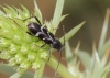 Chlorophorus sartor