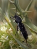 Chlorophorus sartor
