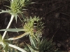 Chlorophorus trifasciatus (Fabricius, 1781)