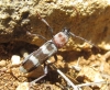 Chlorophorus trifasciatus