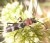 Chlorophorus trifasciatus