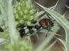 Chlorophorus trifasciatus