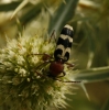 Chlorophorus trifasciatus (Fabricius, 1781)