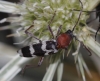 Chlorophorus trifasciatus