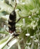 Chlorophorus trifasciatus