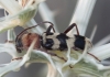 Chlorophorus trifasciatus