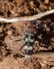 Chlorophorus trifasciatus