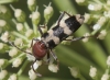 Chlorophorus trifasciatus