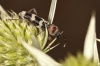 Chlorophorus trifasciatus