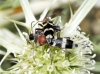 Chlorophorus trifasciatus