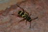 Clytus arietis