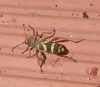 Clytus arietis